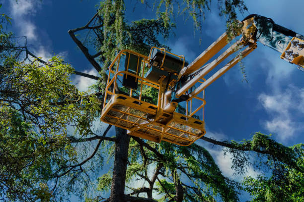 Best Professional Tree Care  in Las Cruces, NM